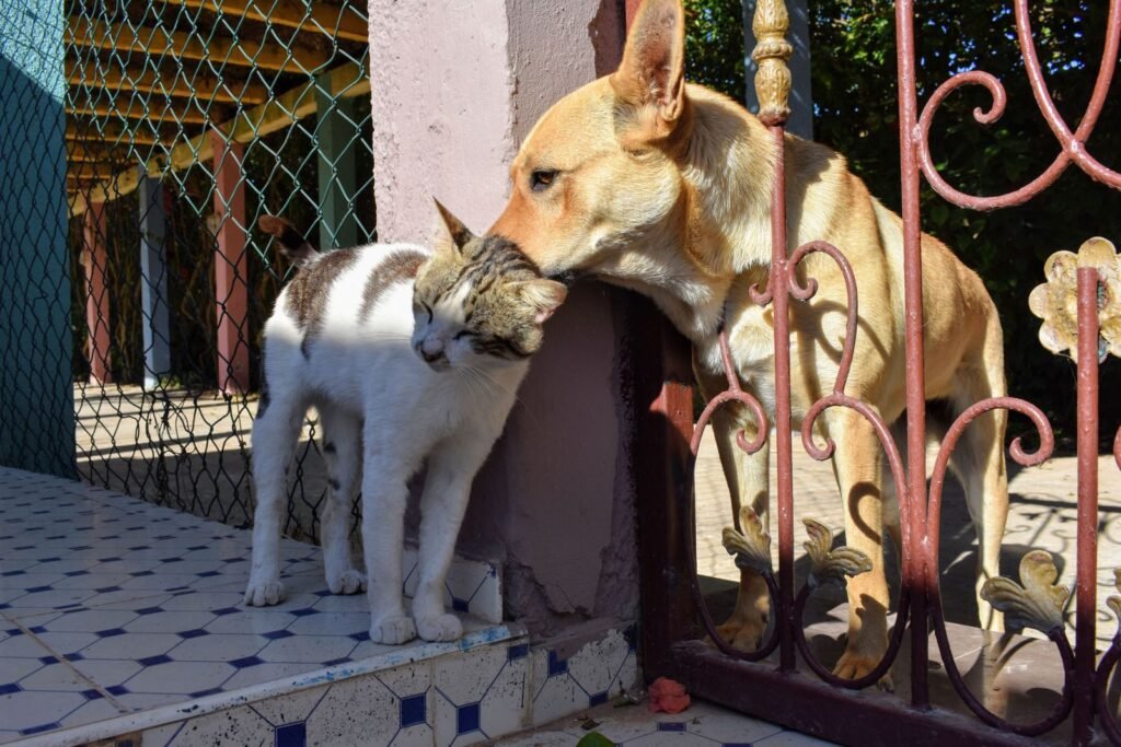 Cachorro e gato juntos ao ar livre